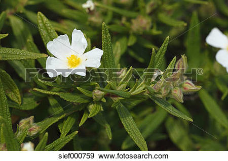 Stock Photograph of Spain, Canary Islands, La Palma, Montpelier.