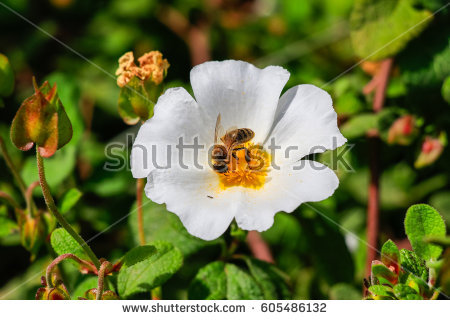 Cistus Stock Images, Royalty.