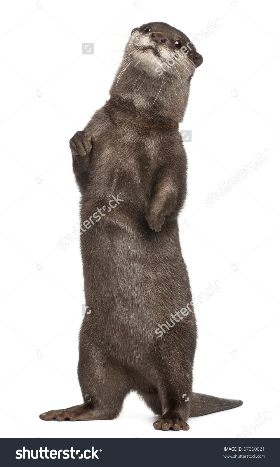 Oriental Smallclawed Otter Amblonyx Cinereus 5 Stock Photo.