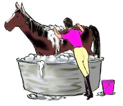 Annabell's Horse Rug Washing & Repair Service.