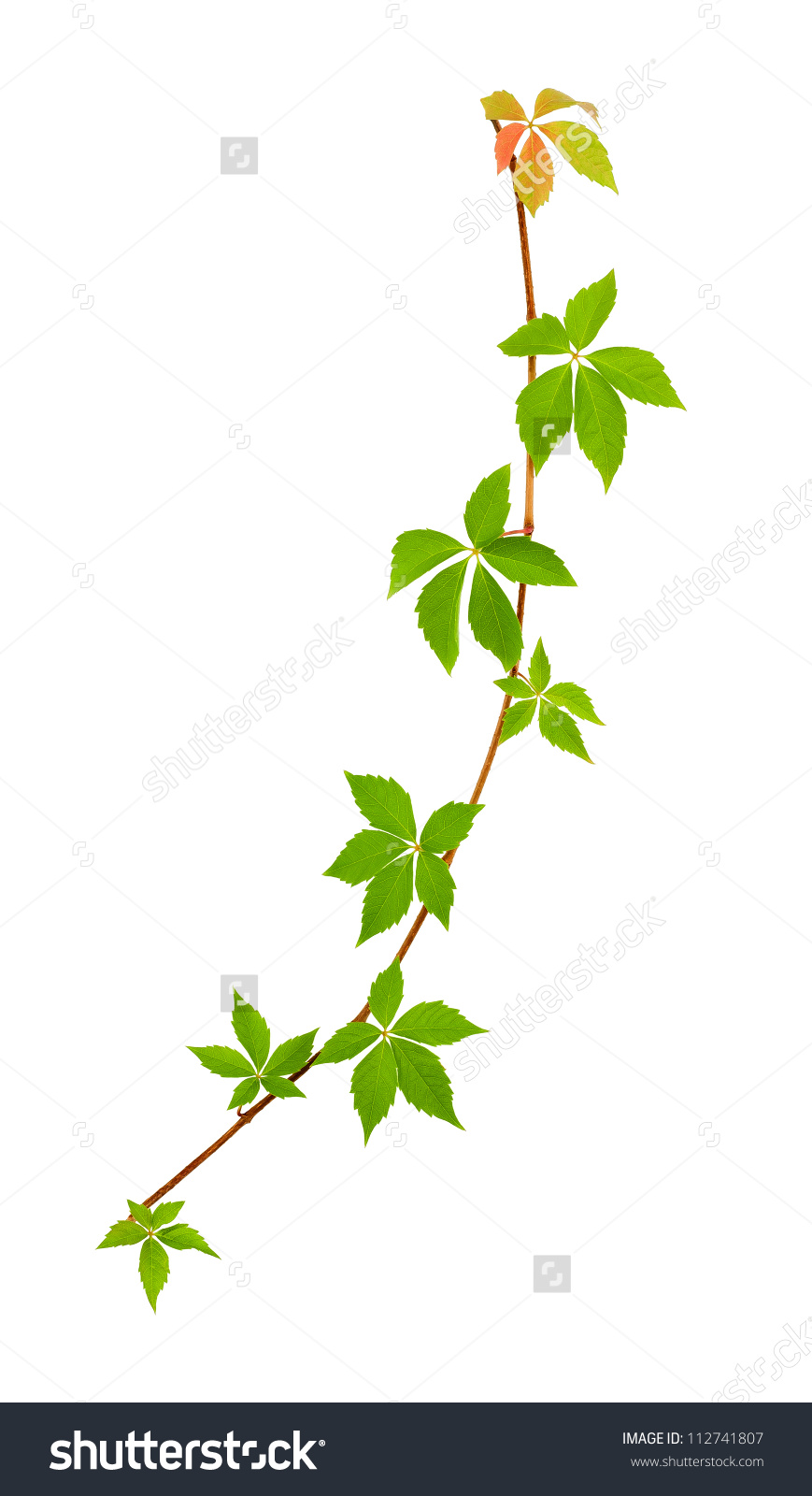 Climbing Vine Isolated On White Stock Photo 112741807.