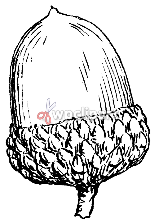 acorn clip art.