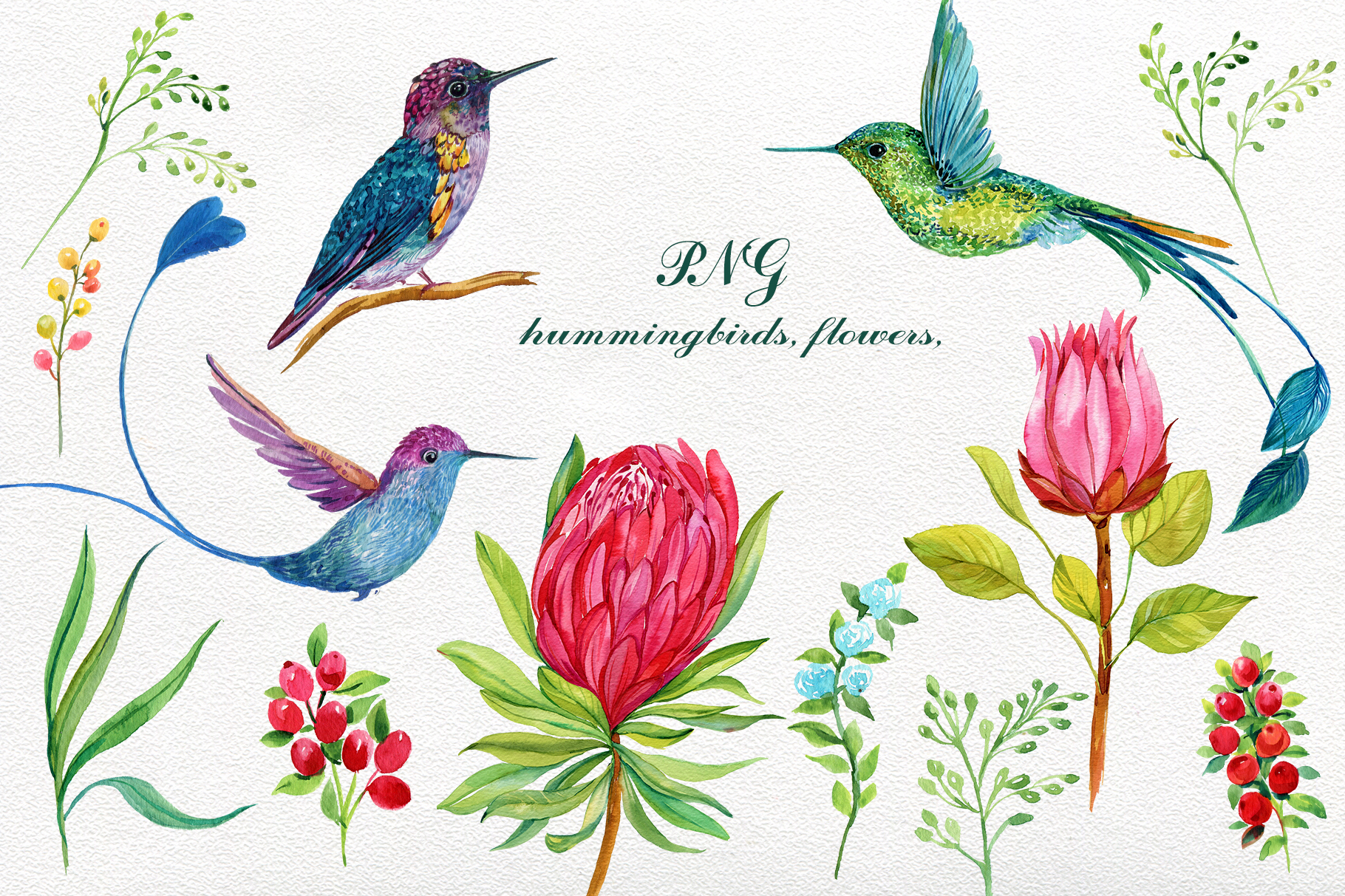 Hummingbirds Exotic Flowers Clipart.