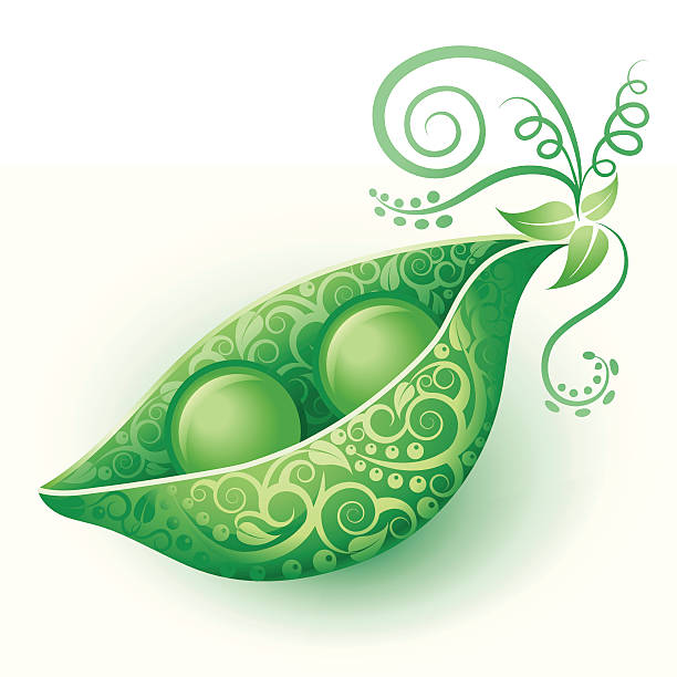 Best Pea Pod Illustrations, Royalty.