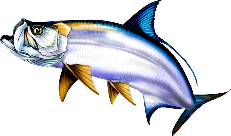 Pin by Spirit Graphix on Saltwater Sport Fish Illustrations.