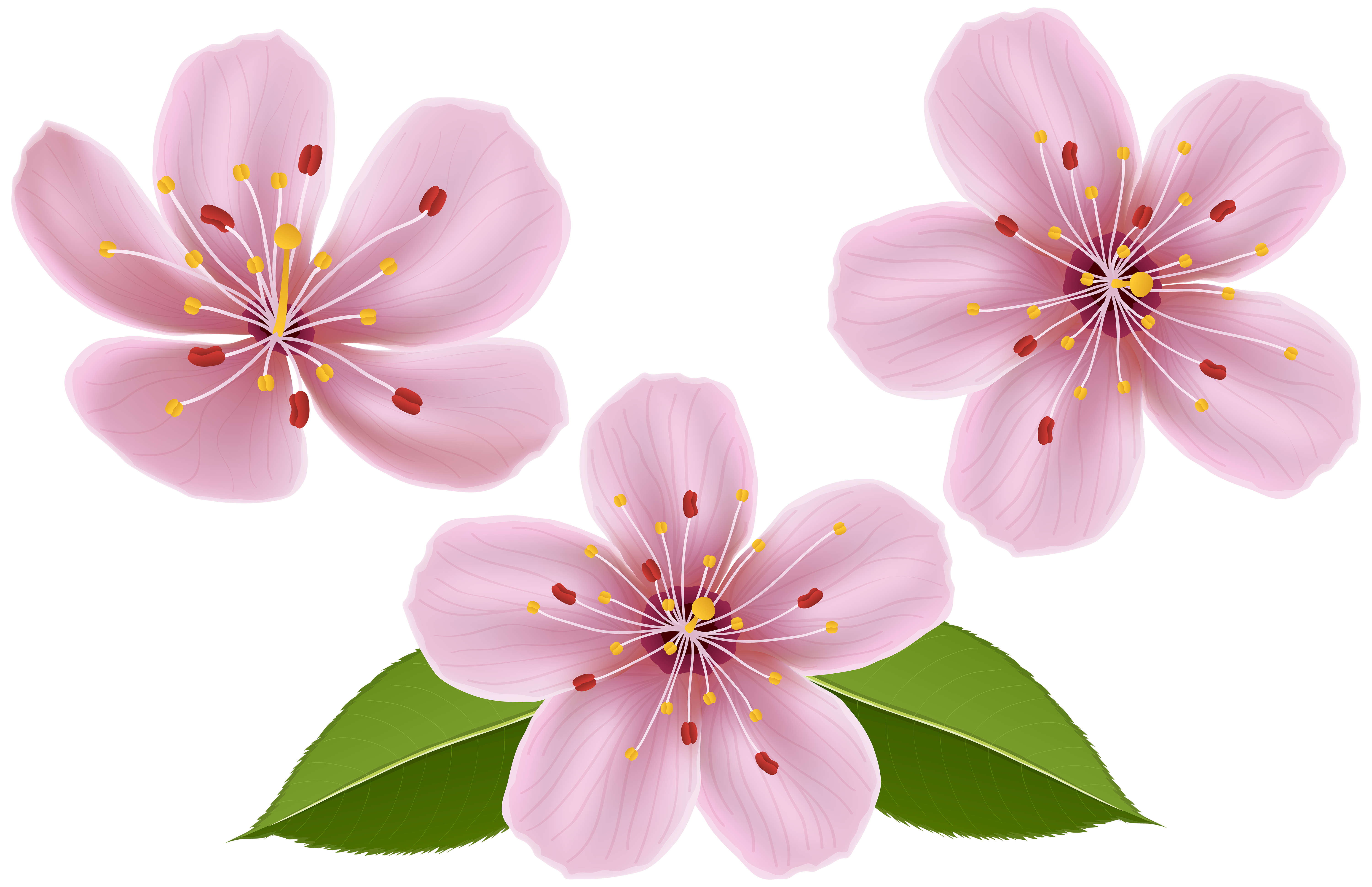 Spring Flowers Clip Art Transparent Image.