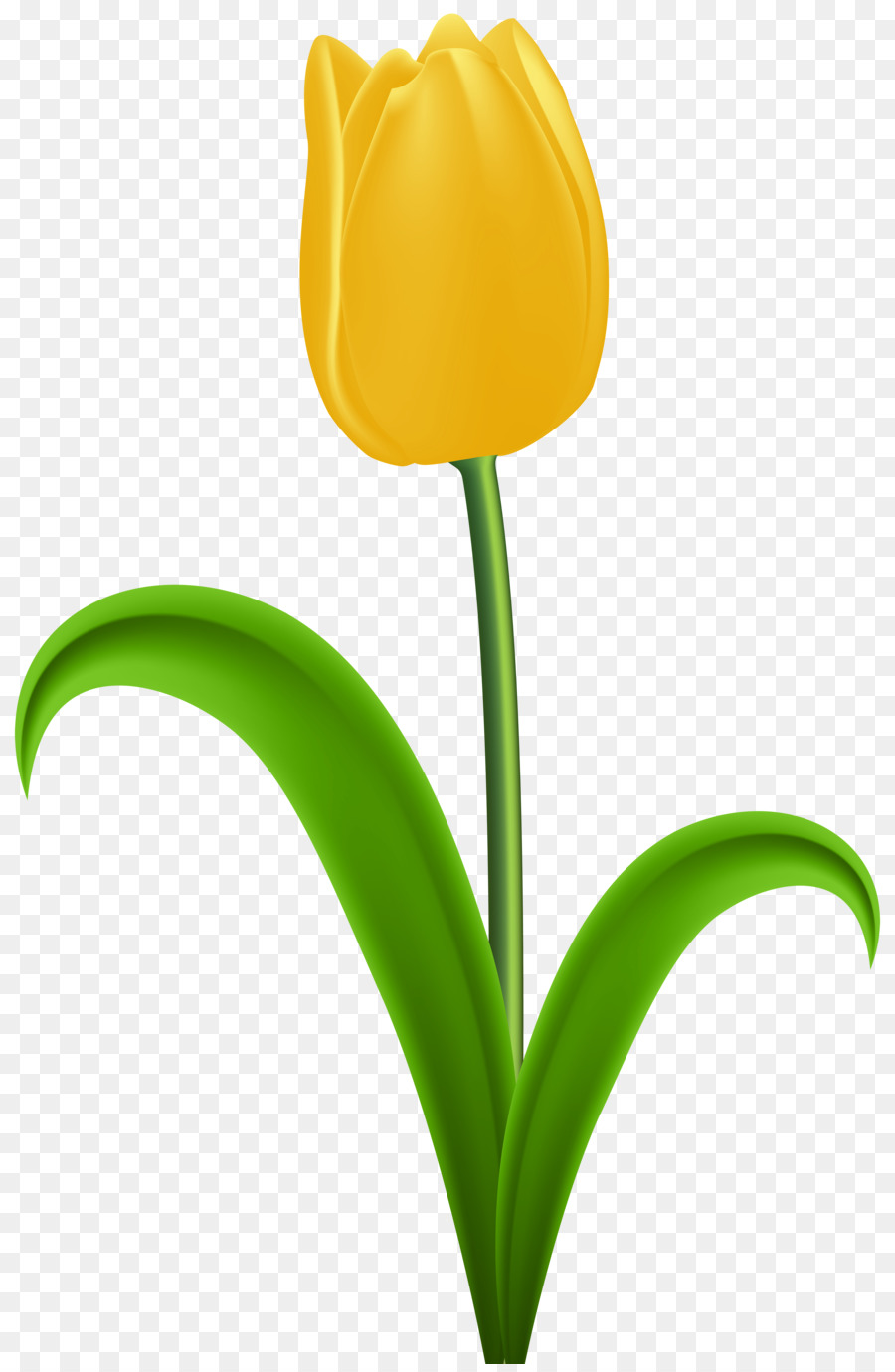 Tulpe, Gelb, Blume, clipart.