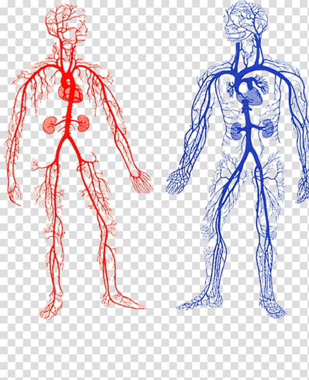 Two human veins chart, Arteries and Veins Artery Circulatory.