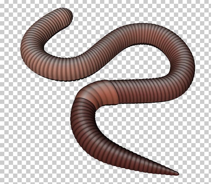 Worms PNG, Clipart, Worms Free PNG Download.