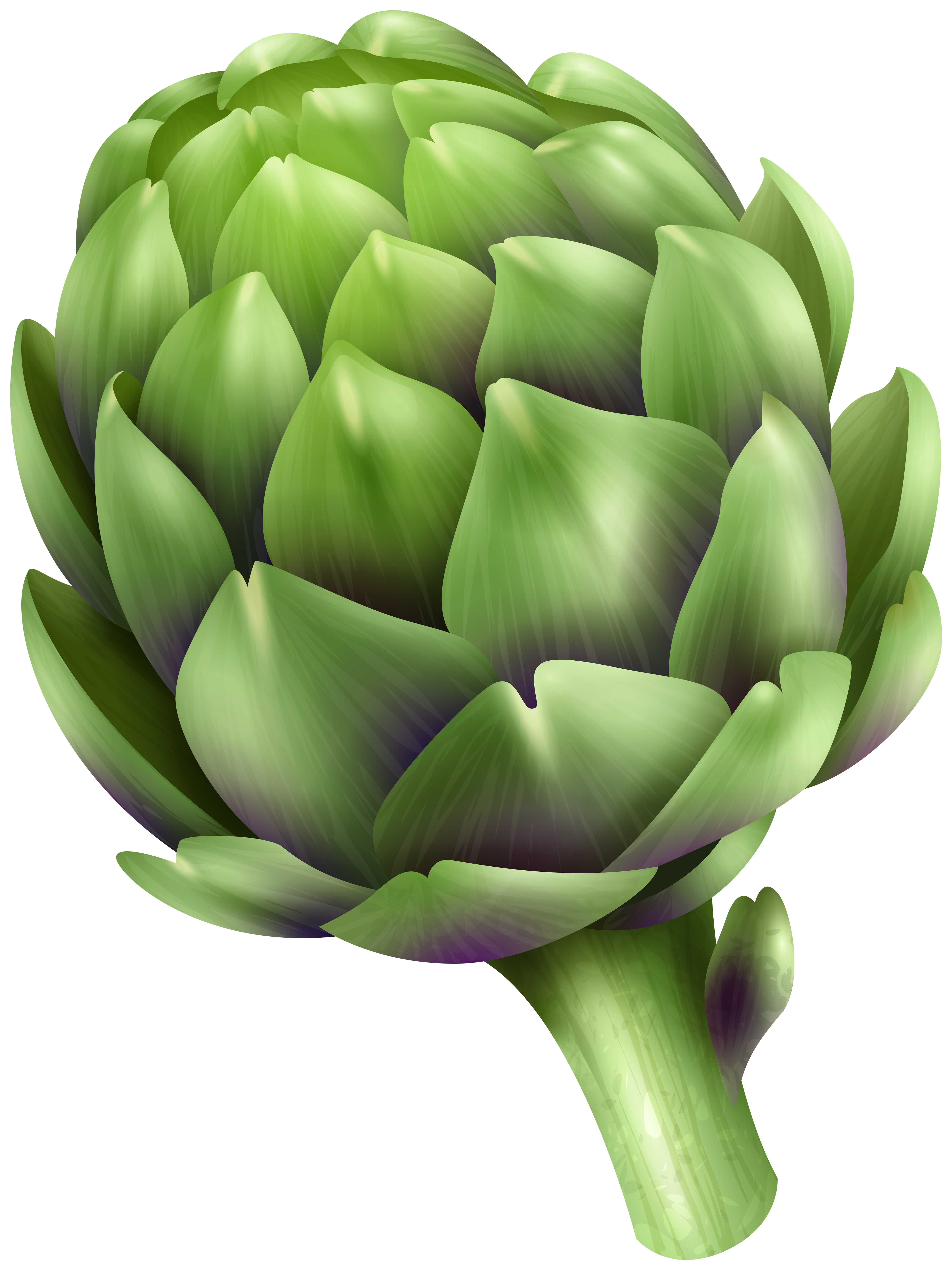 Artichoke PNG Clip Art.