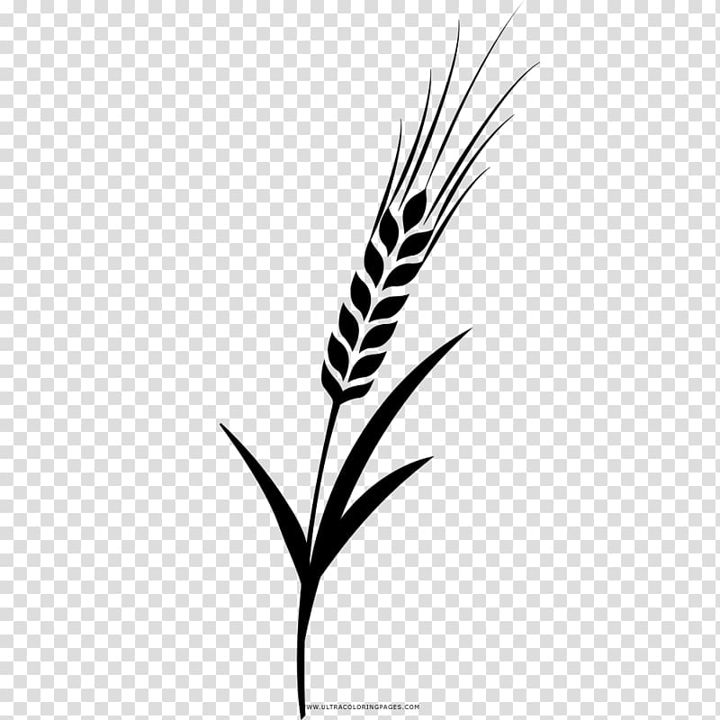 Barley Drawing Coloring book Grasses, barley transparent.