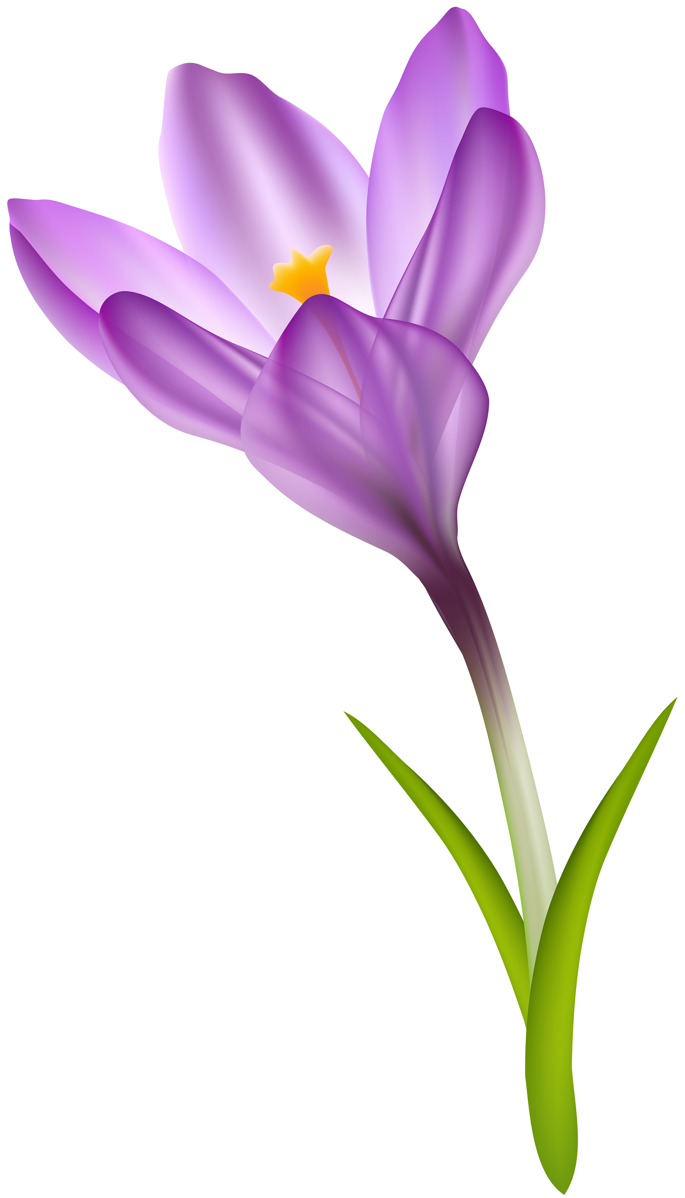 Spring Crocus Transparent PNG Clip Art Image.