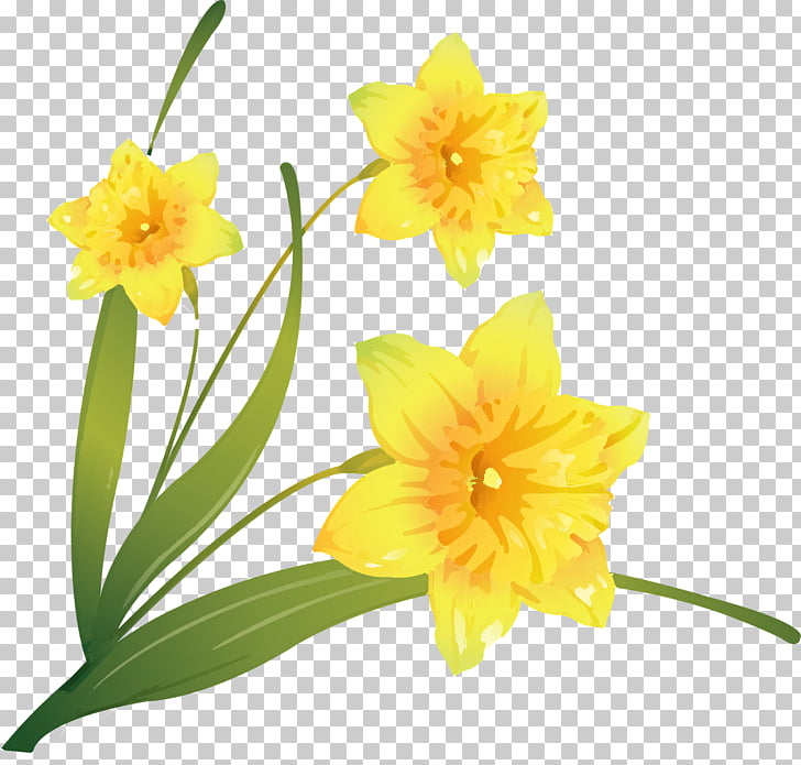 Daffodil Flower , flower PNG clipart.