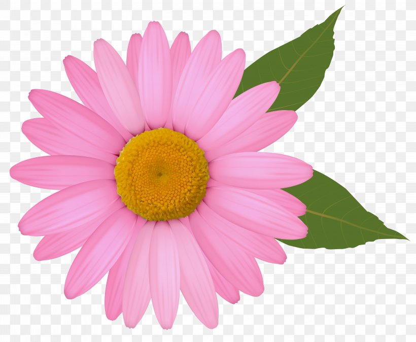 Common Daisy Clip Art, PNG, 6006x4941px, Common Daisy.