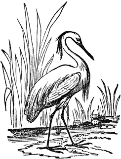 Egret.