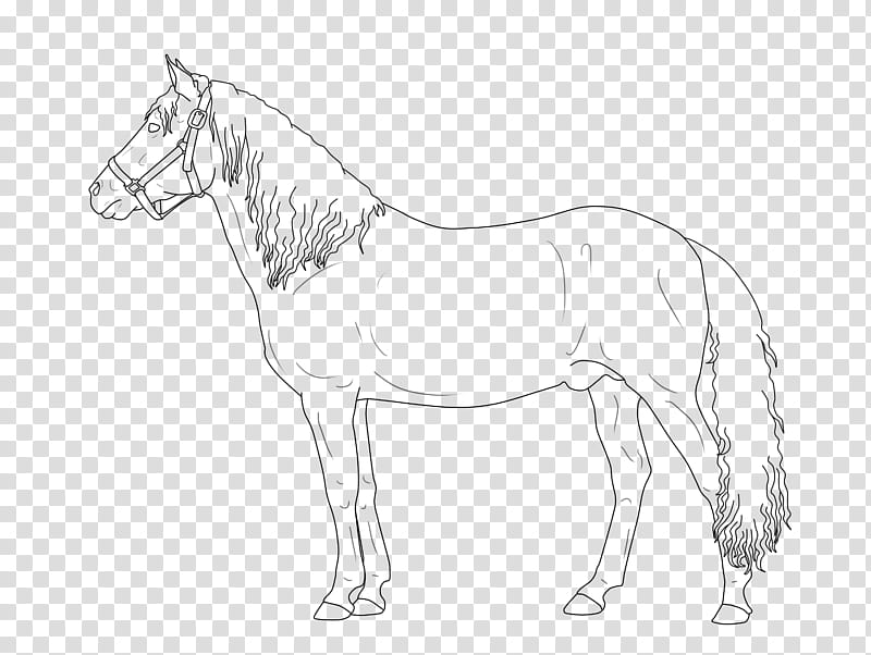 FREE LINEART TO USE Paso Fino Stallion transparent.