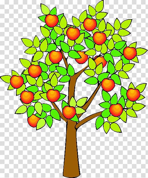 Drawing Apple Fruit tree , orange fruit tree transparent.