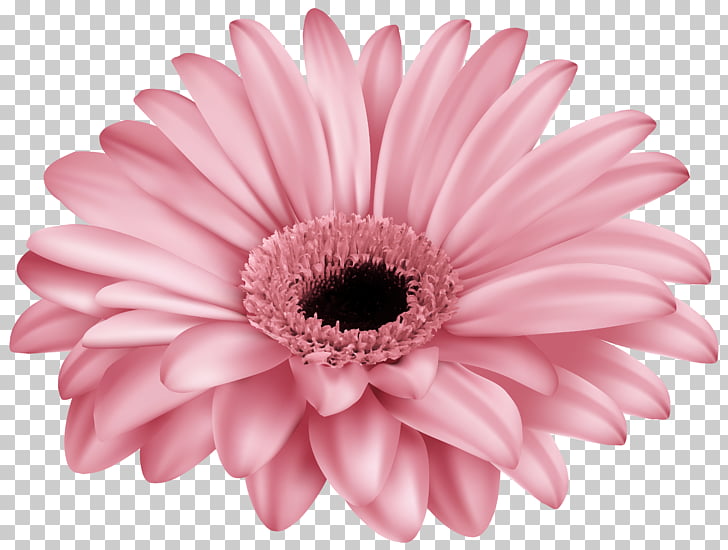 Transvaal daisy Pink , gerbera PNG clipart.