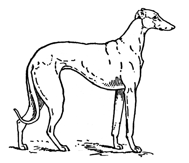 Greyhound.