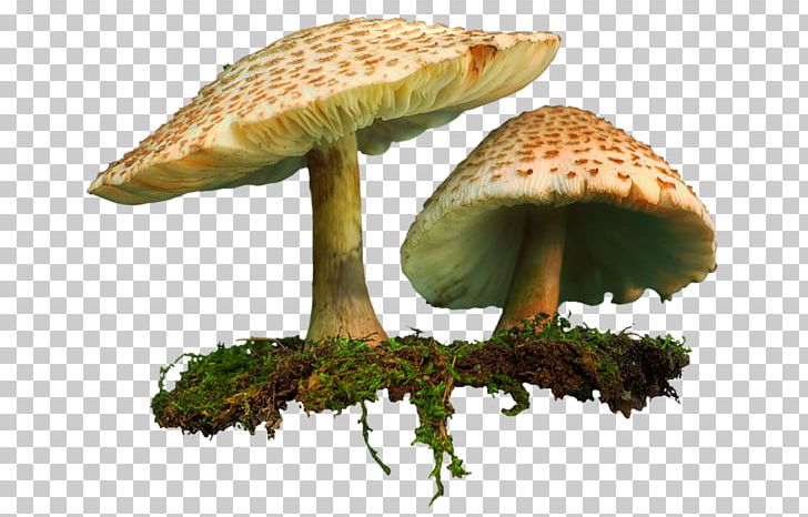 Shiitake Hot Pot Mushroom Matsutake PNG, Clipart, Allah.