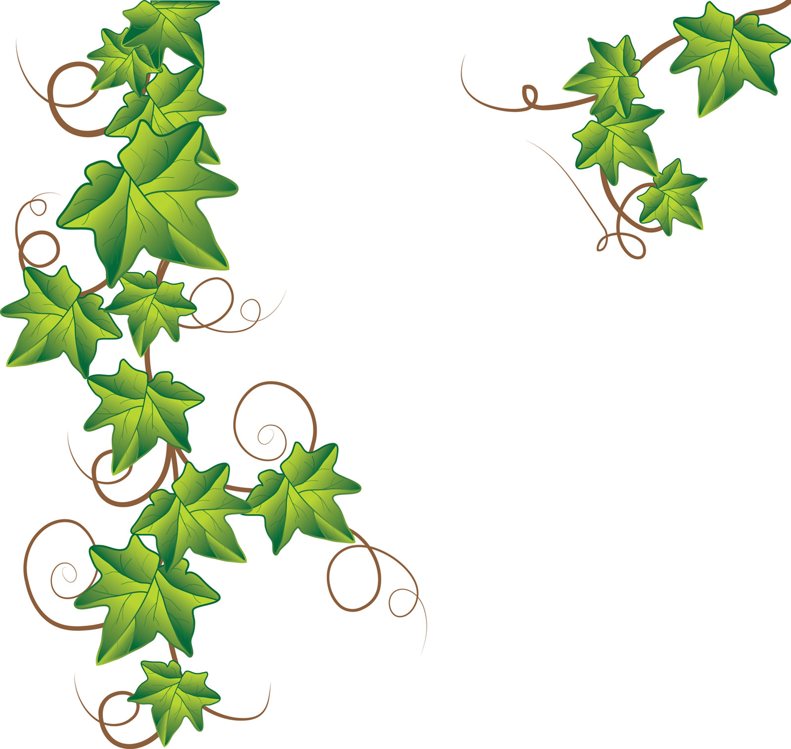 ivy vine tattoo designs.