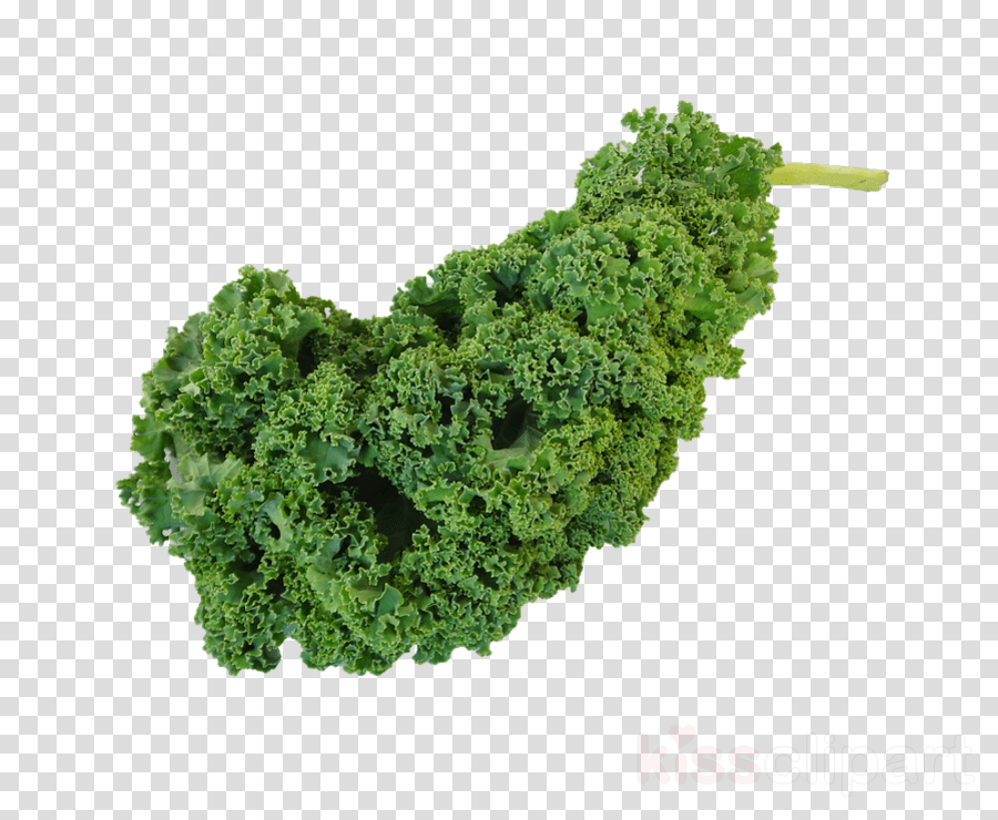 green leaf vegetable leaf plant kale clipart.