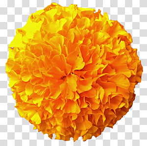 Marigolds transparent background PNG cliparts free download.