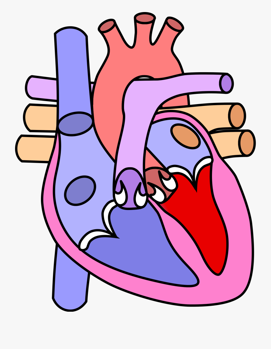 Diagram Of The Heart Without Labels.