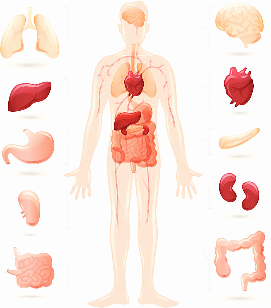 Human Body Organs Clipart at GetDrawings.com.