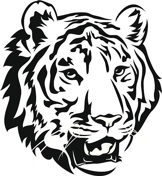 Best Black And White Tiger Illustrations, Royalty.