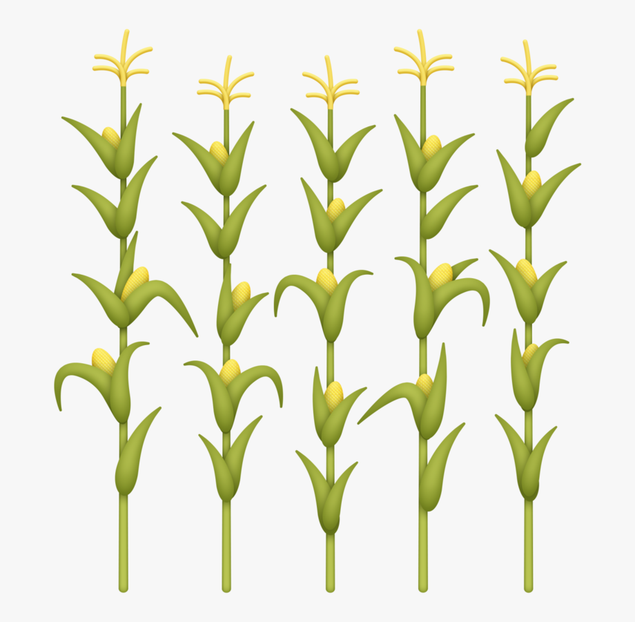 Transparent Background Corn Stalk Clipart , Transparent.