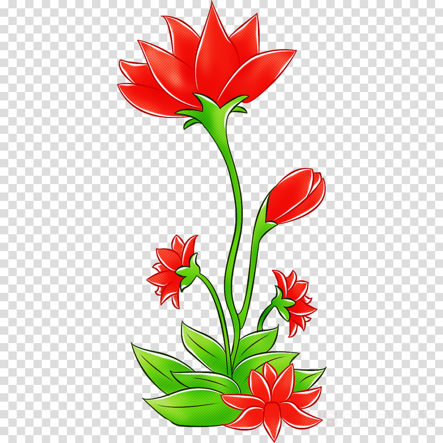 flower red plant tulip cut flowers clipart.