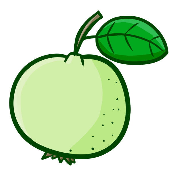 Clipart Guava & Free Clip Art Images #18338.