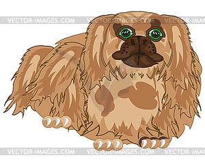 Dog of sort pekingese.