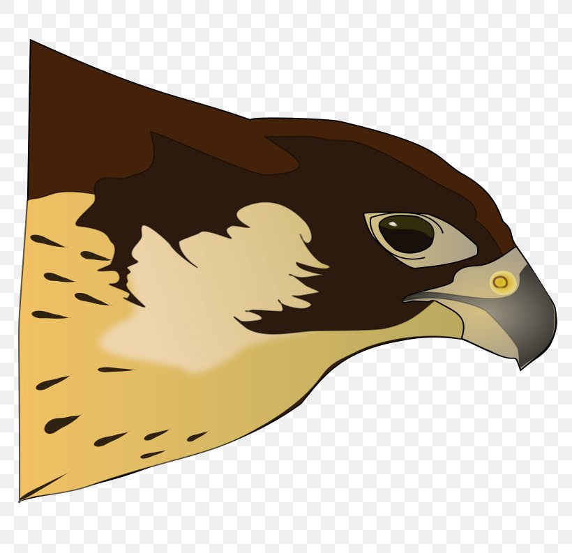 Bird Of Prey Hawk Clip Art, PNG, 800x793px, Bird, Beak, Bird.