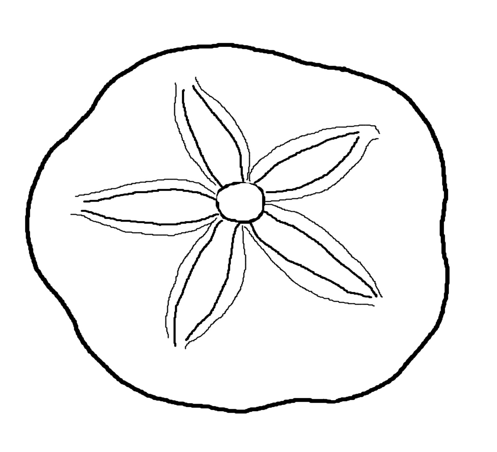 sea life clipart sand dollar.