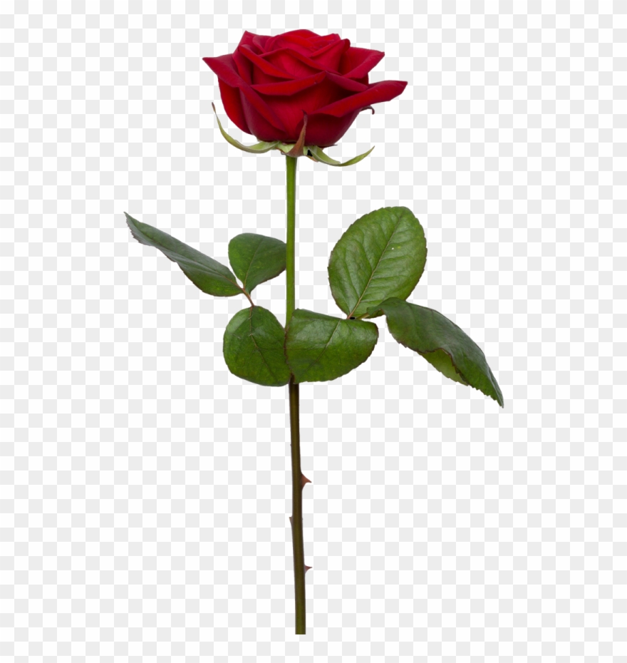 Single Rose Png.