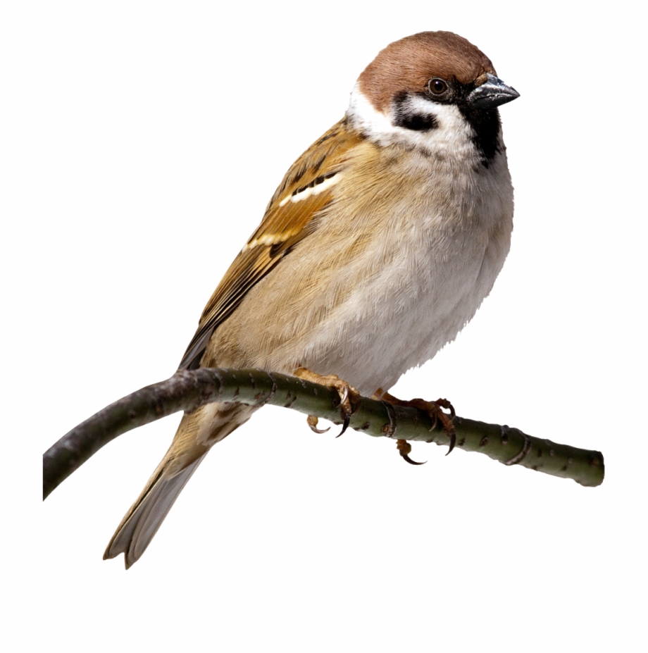 House Sparrow Clip Art Transprent Png Free.