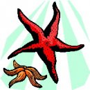 Stelle marine, clip art di animali stella marina.