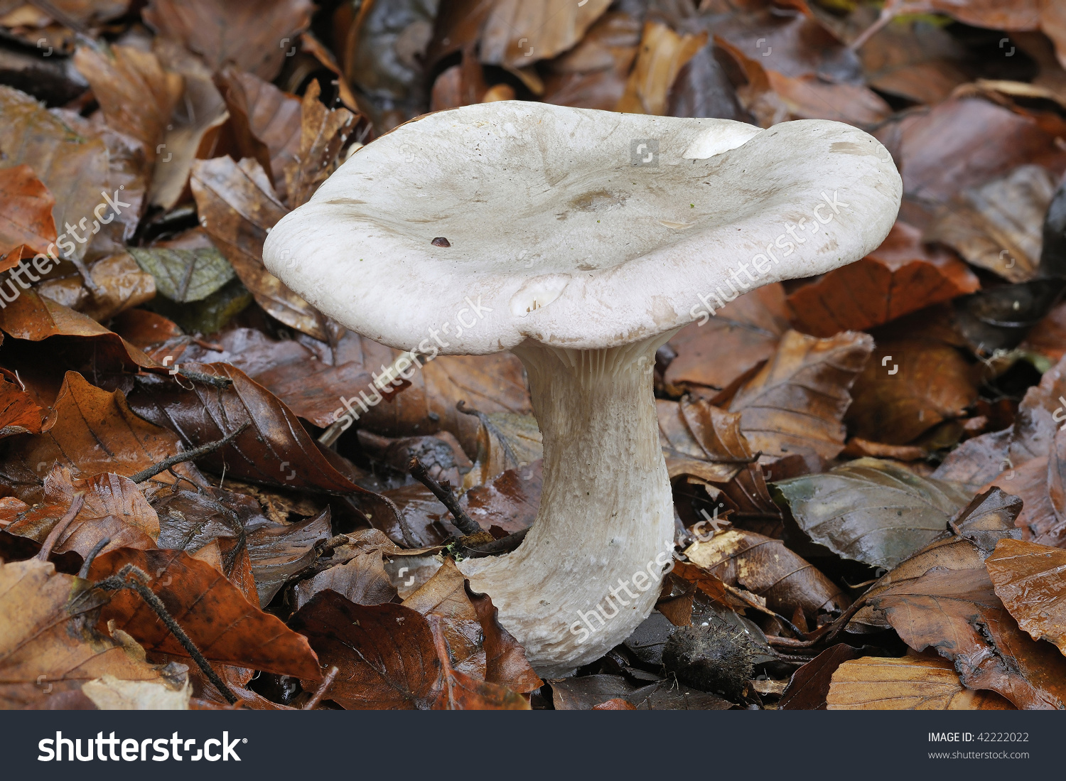 Clouded Agaric Fungus.