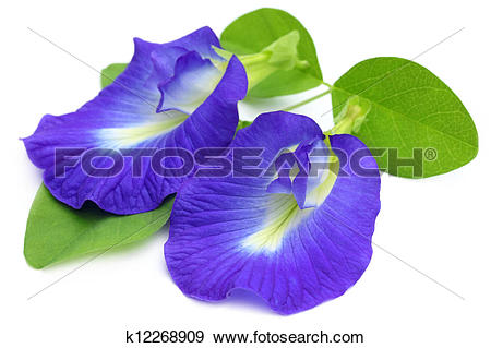 Stock Photograph of Clitoria ternatea k12268909.