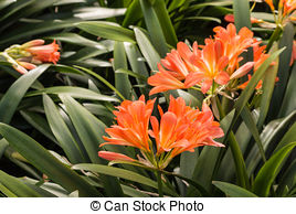 Stock Images of clivia miniata.