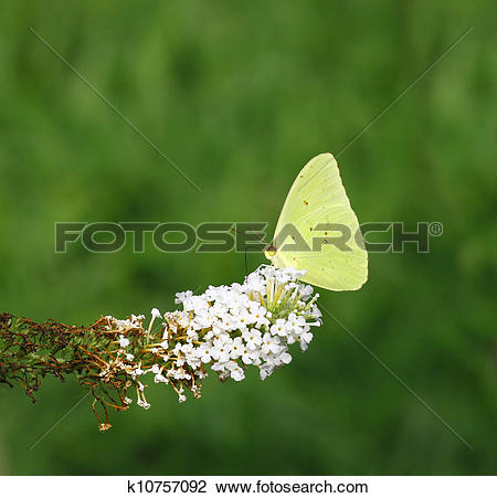 Stock Photo of A Cloudless Sulphur (Phoebis sennae) on the tip of.