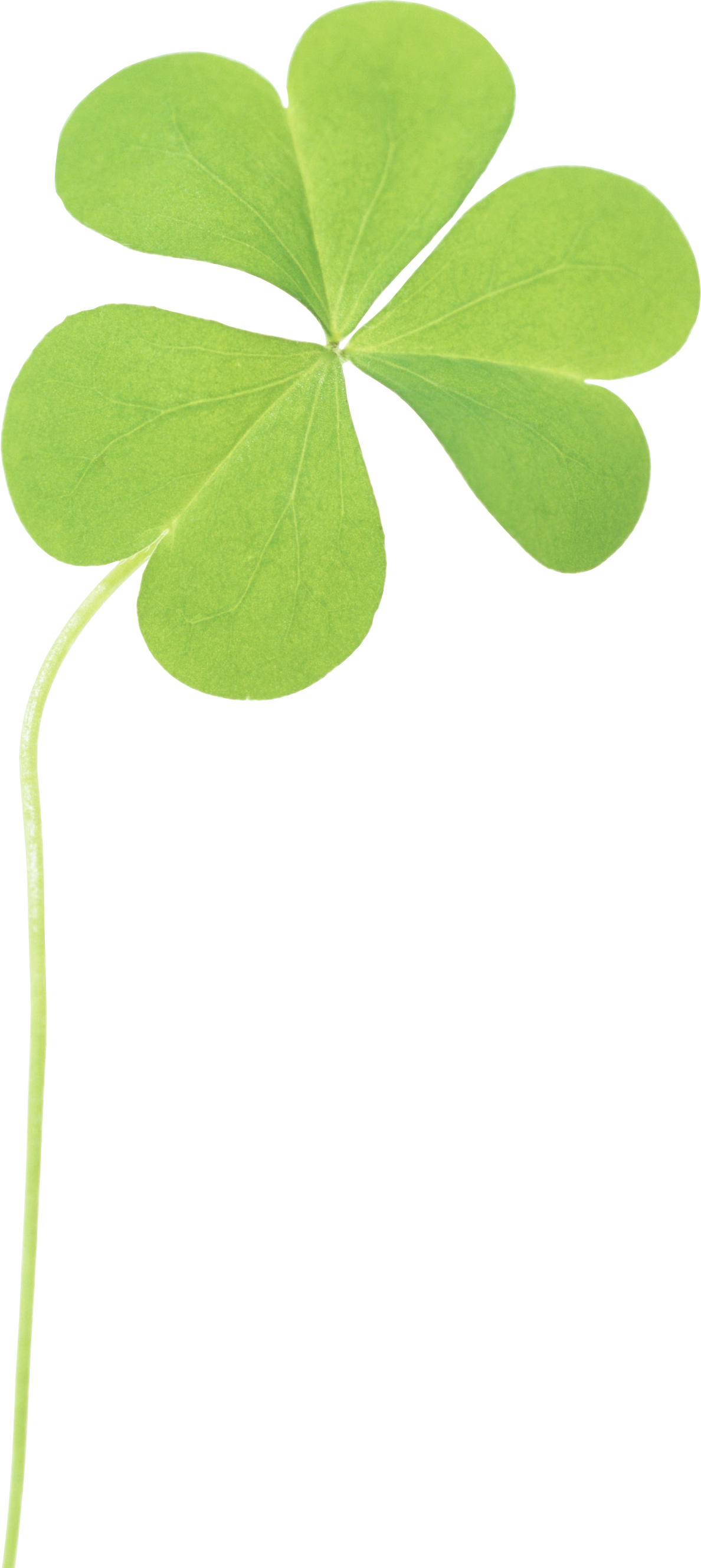 Clover PNG Transparent Images.