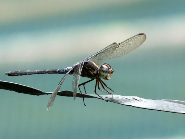 Cratilla lineata emerald banded skimmer insect Free stock photos.