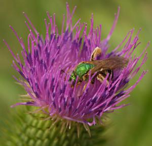 Thistle Clip Art Download.