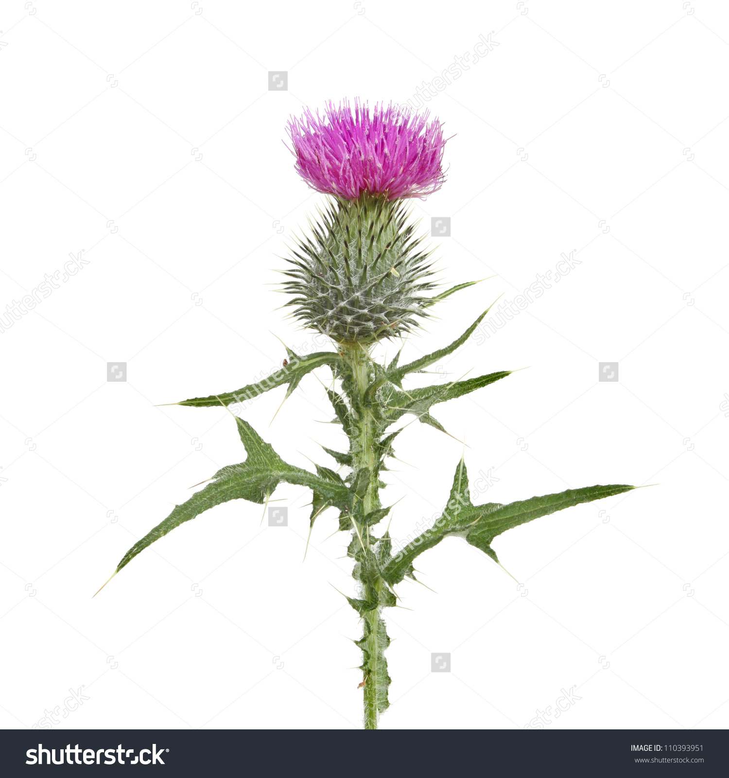 Thistle Flower Leaves Isolated Against White Stock Photo 110393951.