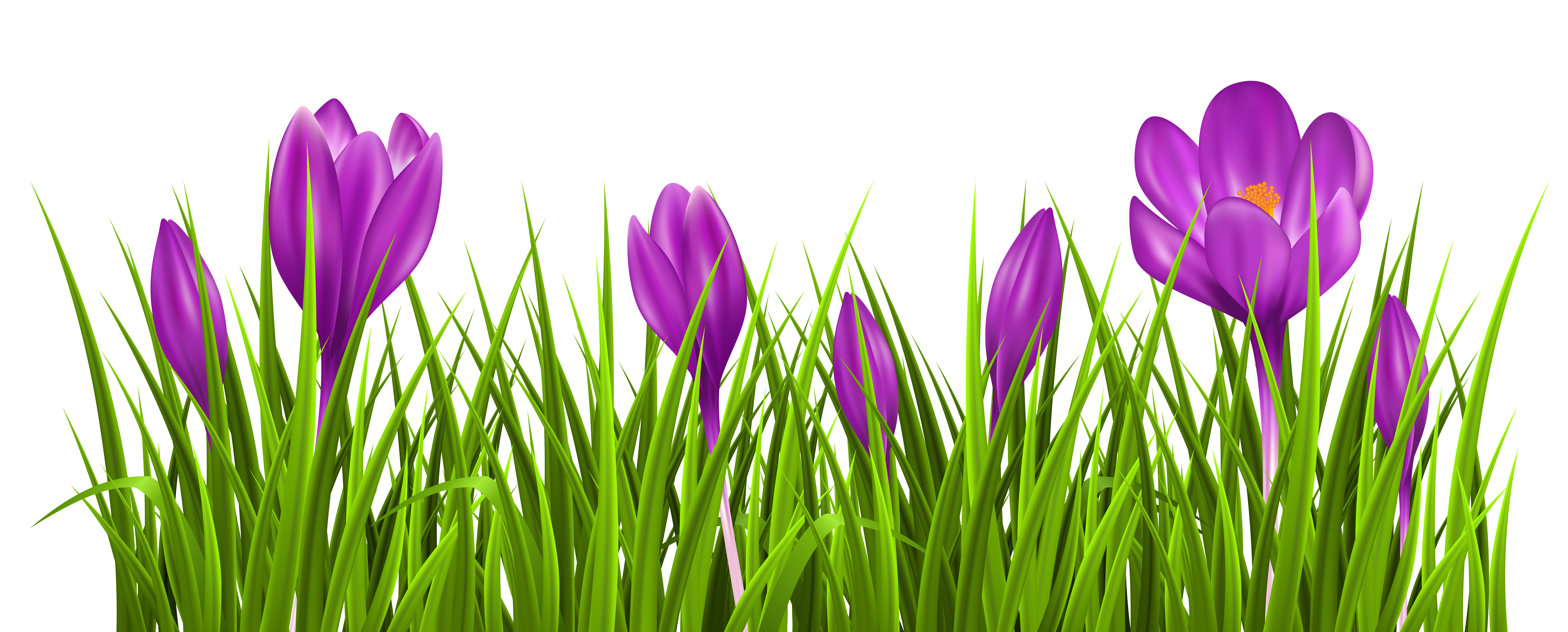 Crocus Clipart.