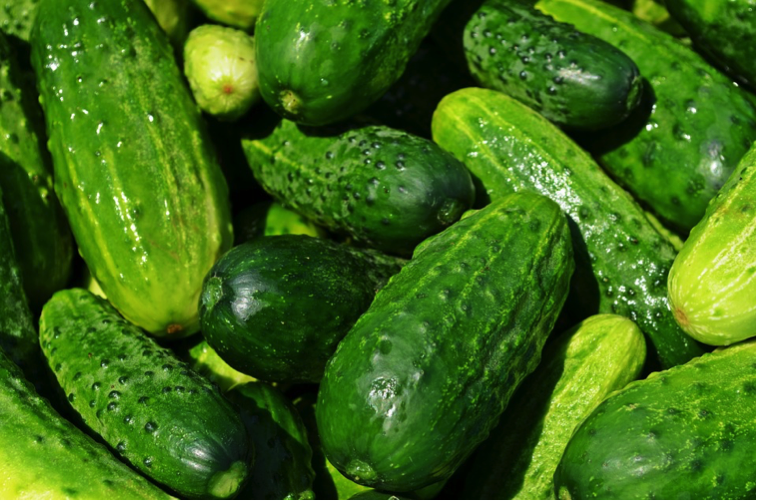 Baby Cucumbers — Investing in Children.