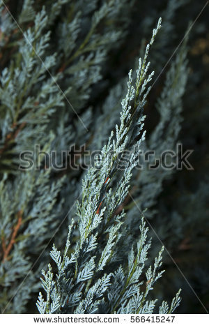 Cupressaceae Stock Photos, Royalty.